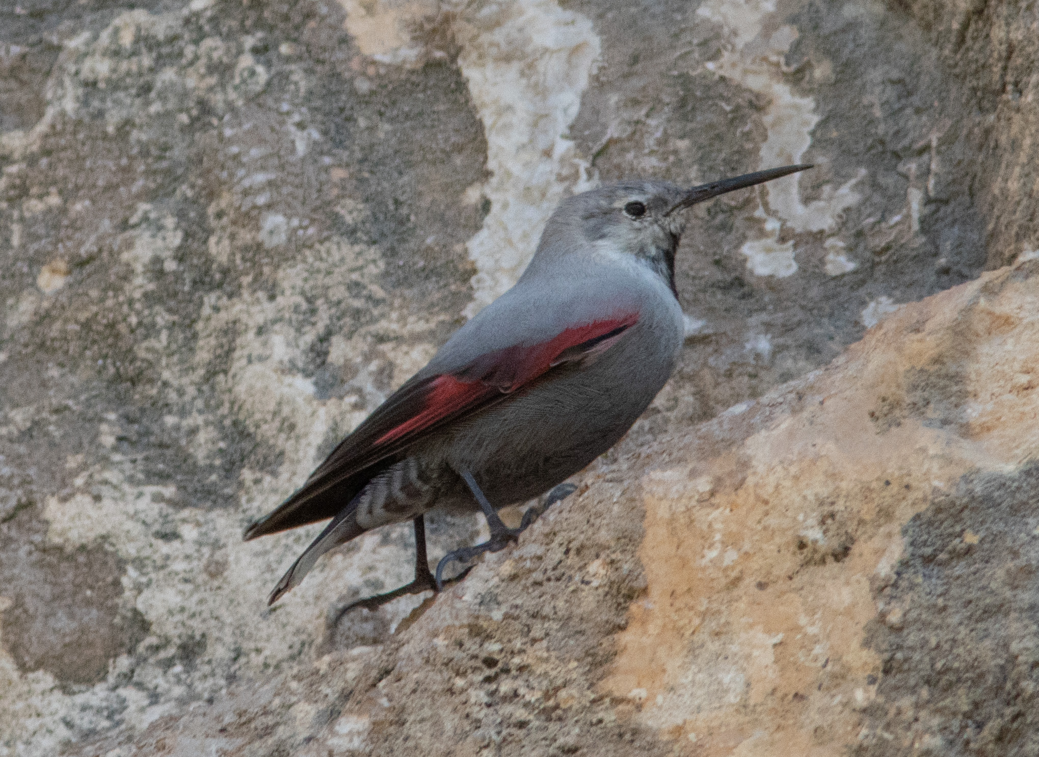 Miniature